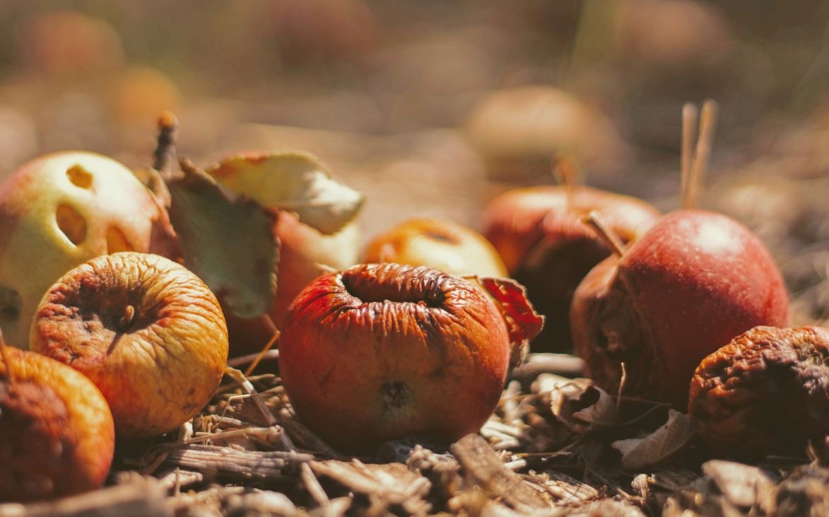 Gradovi mogu (i moraju) spriječiti da hrana završi u otpadu