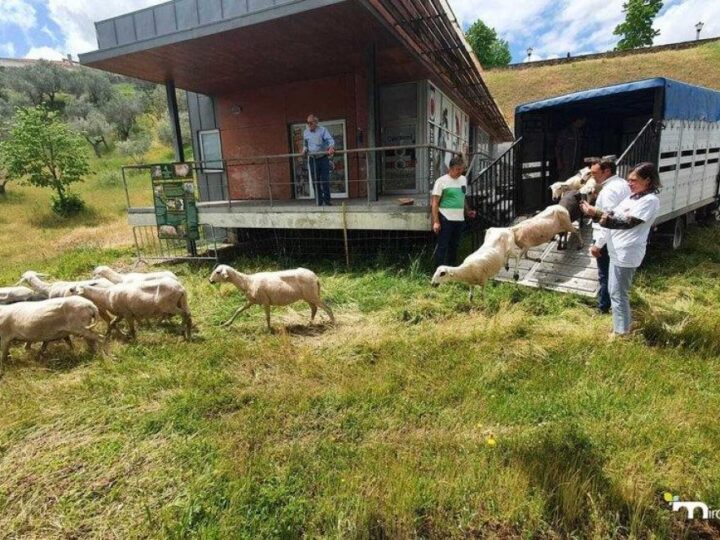 Portugalski grad “zapošljava” ovce i magarce na održavanju zelenila