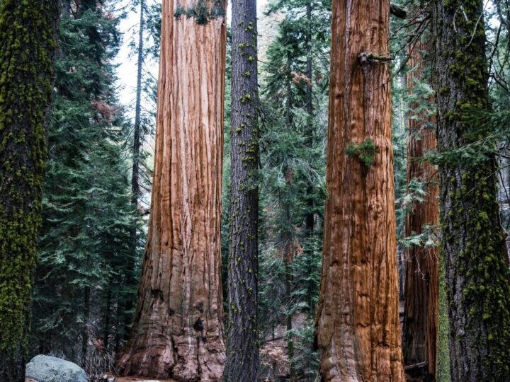 Sekvoje sele u Detroit: kako klonovi kalifornijskih divova mijenjaju lice američkog industrijskog grada