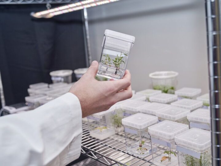 ODGOVORNA UPOTREBA BIOTEHNOLOGIJE: Genetski modificirana stabla mogu uhvatiti više ugljika