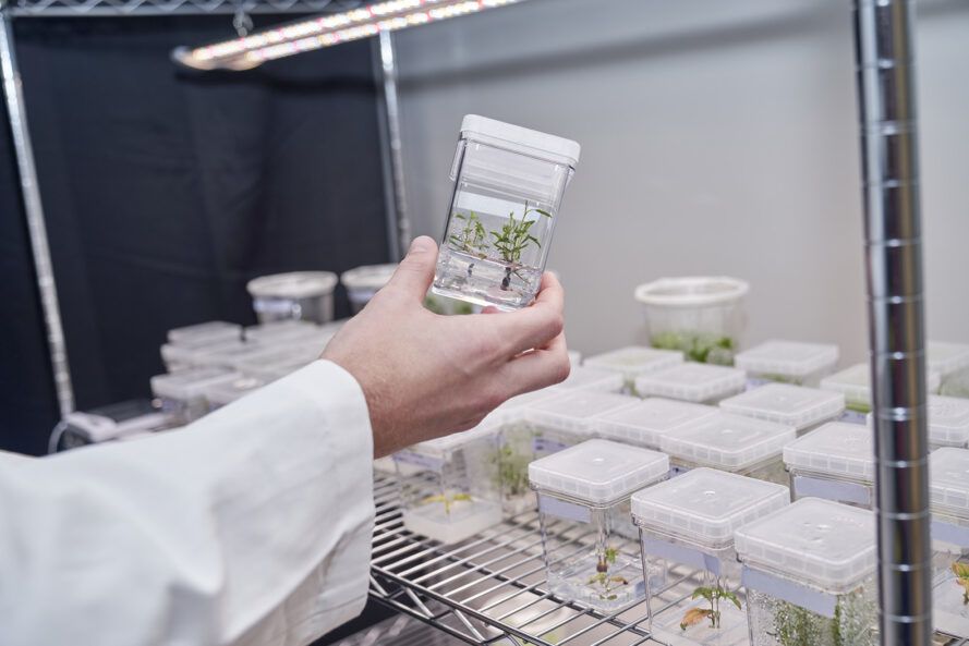 ODGOVORNA UPOTREBA BIOTEHNOLOGIJE: Genetski modificirana stabla mogu uhvatiti više ugljika