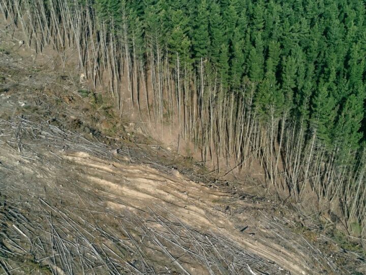 PET MOGUĆIH RJEŠENJA ZA KRČENJE ŠUMA: 2. Dajte autohtonim ljudima kontrolu nad zemljom