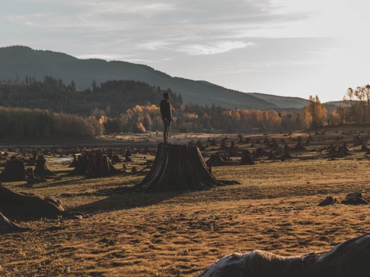 PET MOGUĆIH RJEŠENJA ZA KRČENJE ŠUMA: 3. Uvesti disciplinu u lance opskrbe