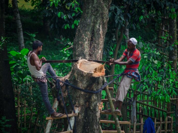 PET MOGUĆIH RJEŠENJA ZA KRČENJE ŠUMA: 4. Smanjiti konzumaciju govedine (i mesa općenito)