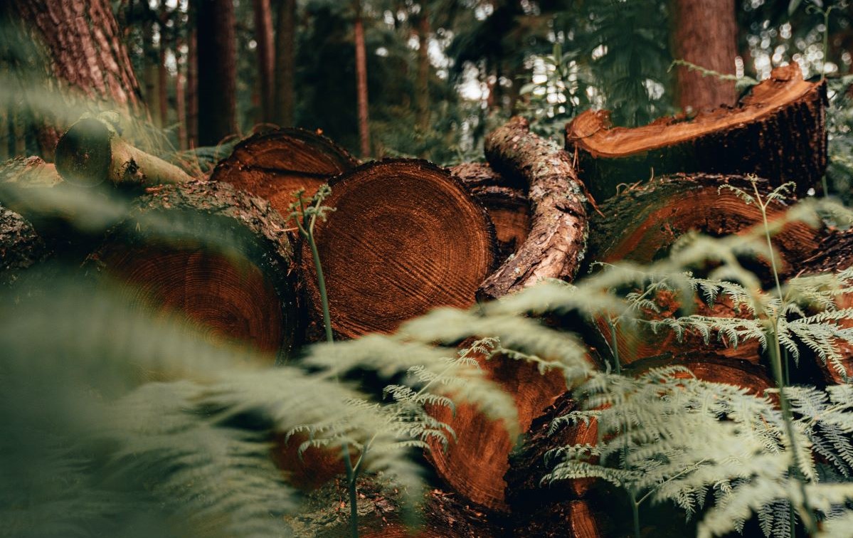 PET MOGUĆIH RJEŠENJA ZA KRČENJE ŠUMA: 5. Birajte političare koje čuvaju šume