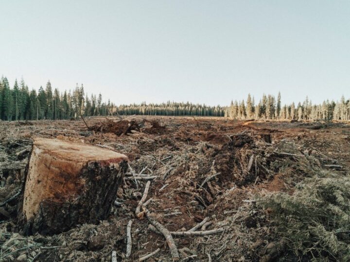 PET MOGUĆIH RJEŠENJA ZA KRČENJE ŠUMA: PRVO – Dati pravo lokalnom stanovništvu da odlučuje