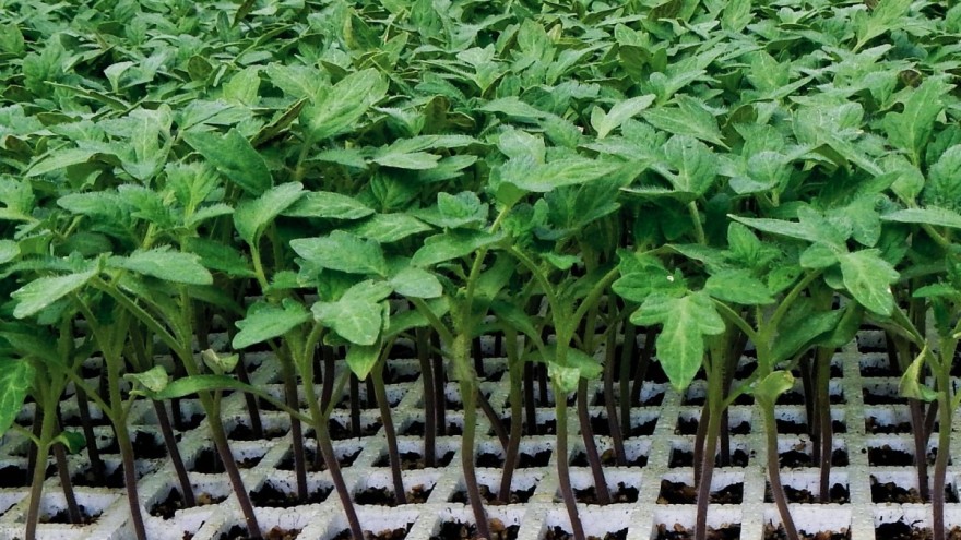 Udruga branitelja dobila 8000 presadnica pa ih podijelila Zagorcima kojima je tuča uništila nasade