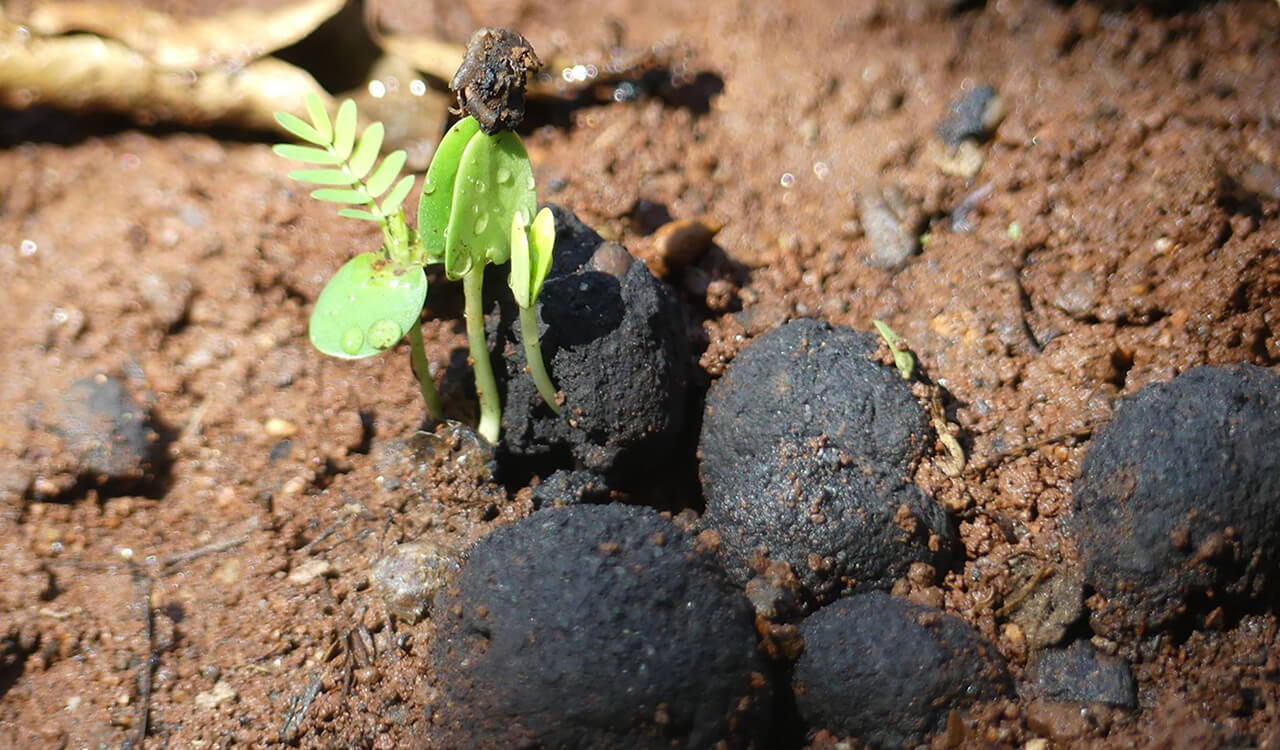 Bolt se udružio s tvrtkom Seedballs Kenya kako bi posadio 11 milijuna sjemenki drveća