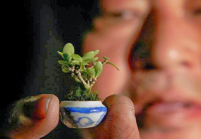 Ovo je najmanje bonsai drvo na svijetu