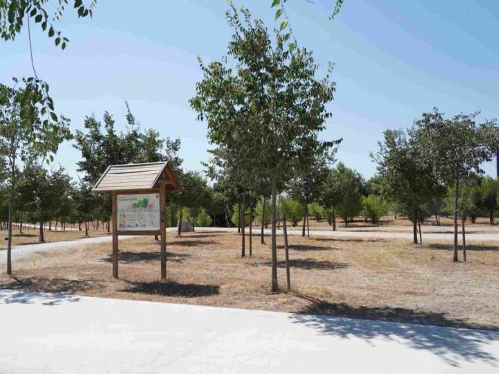 Najveća kampanja sadnje drveća u Madridu obnovila je njegovu biosferu