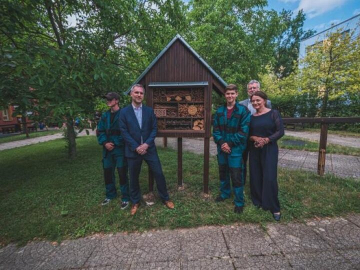 PRAG MUDRO KORISTI POSJEČENA STABLA: Prag je od svog božićnog drvca napravio hotel za kukce i javne police za knjige