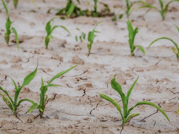 Sjeverna Italija uvodi izvanredno stanje zbog suše