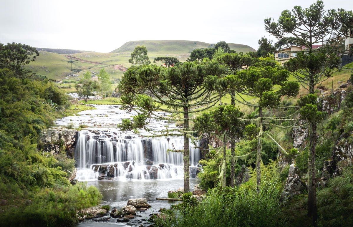 Vrsta drveća koja je preživjela jursko doba je sada ugrožena!