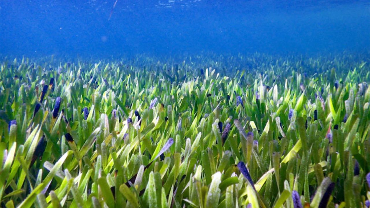 Duž australske obale otkrivena najveća biljka na svijetu