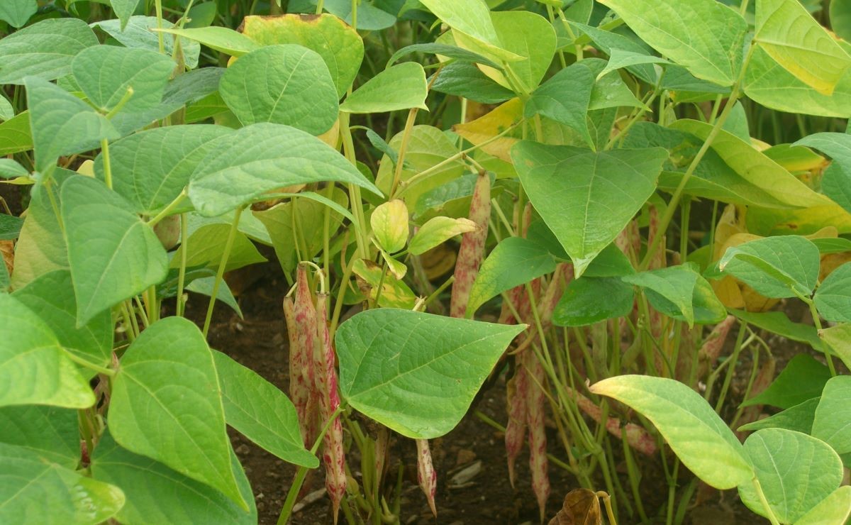 Imaju li biljke svijest? Znanstvenici upravo to žele utvrditi