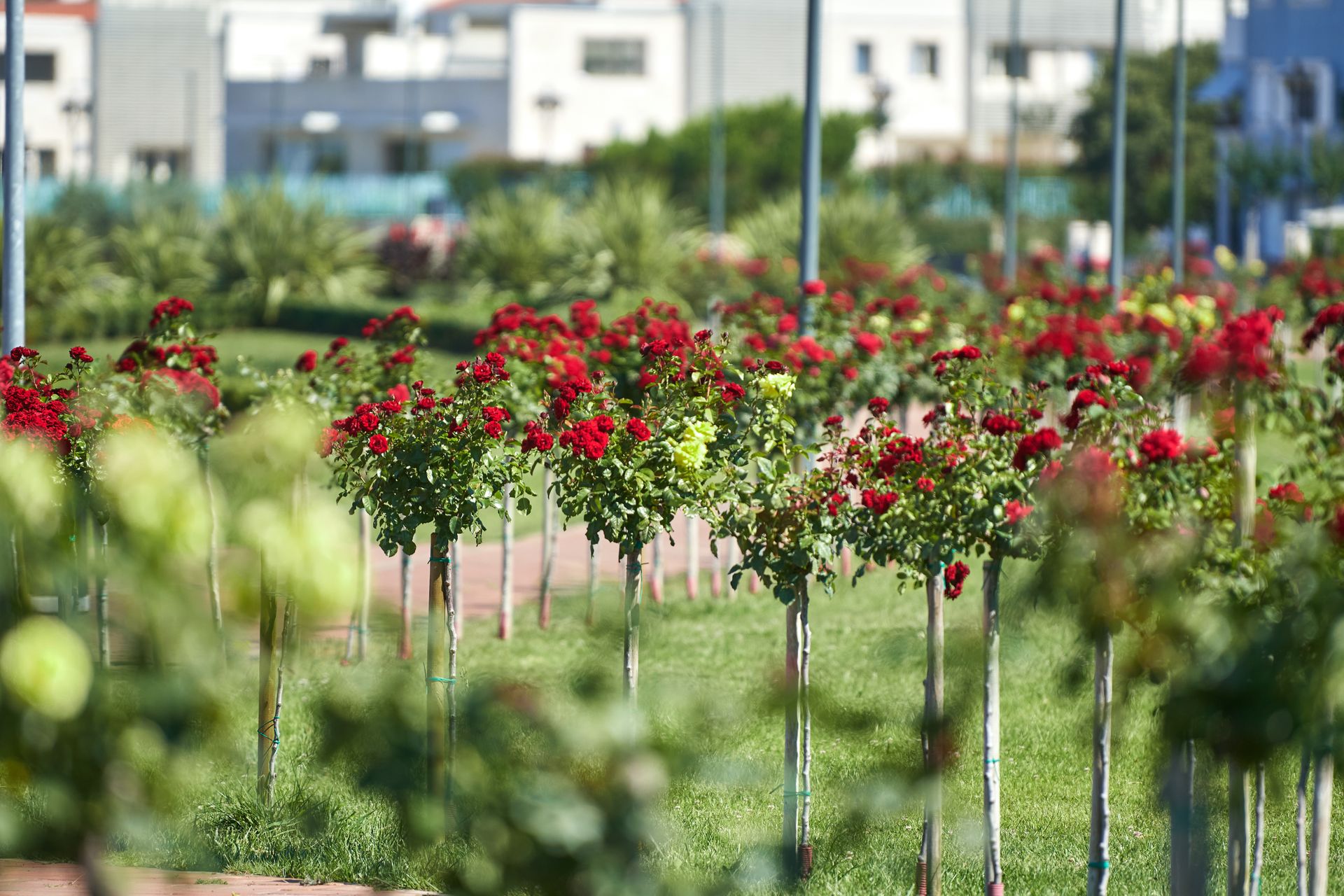 Nakon sadnje 310 stabala u Umagu, slijedi sadnja još njih 115