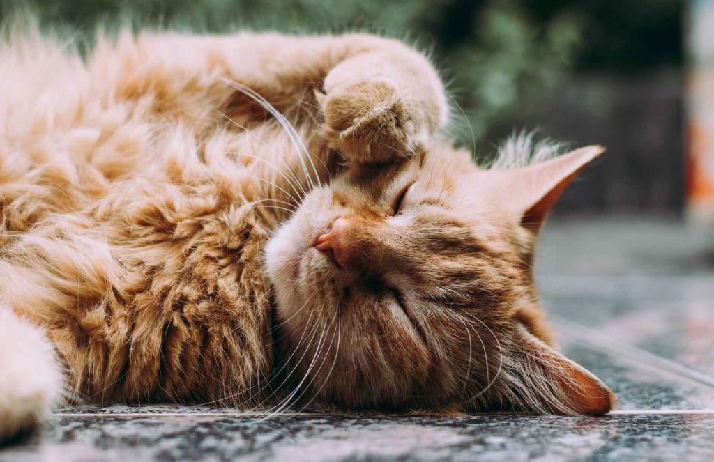 Socijalna radnica u Lisabonu ima pomoćnika veterinara koji pomaže siromašnima i njihovim ljubimcima