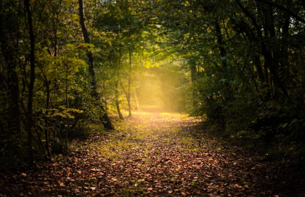 Temišvar je dobio zeleno svjetlo za gradsku park šumu od čak 520 hektara!