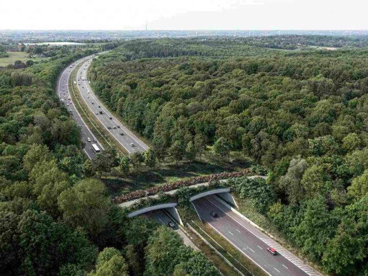 Zeleni most u Bruxellesu spojit će šumu i ukloniti prepreke za životinje