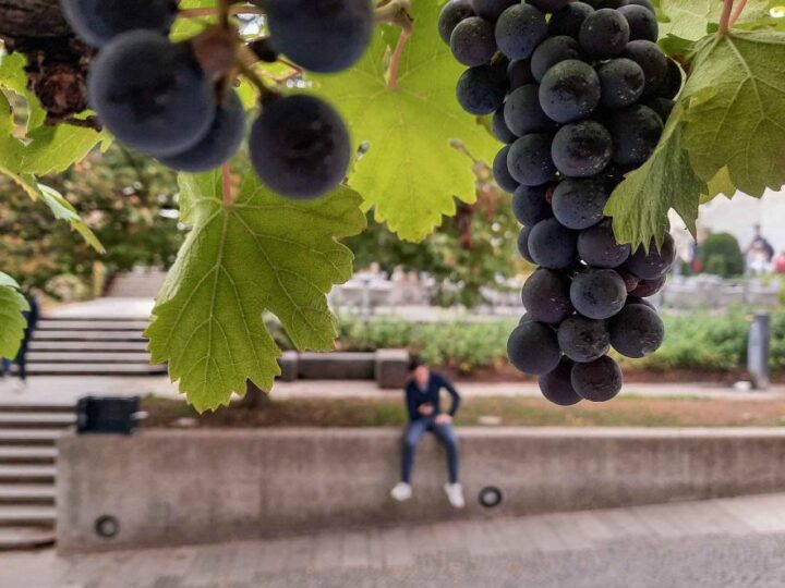 U jedinom ljubljanskom vinogradu možete usvojiti vinovu lozu