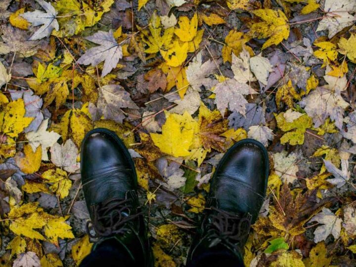 Riga će pokrenuti prvo javno kompostiranje zelenila u Latviji