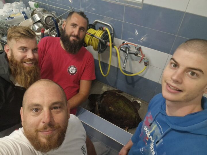 VIDEO: Šibenčani u noćnoj akciji spasili ugroženu glavatu želvu iz ilegalne mreže!
