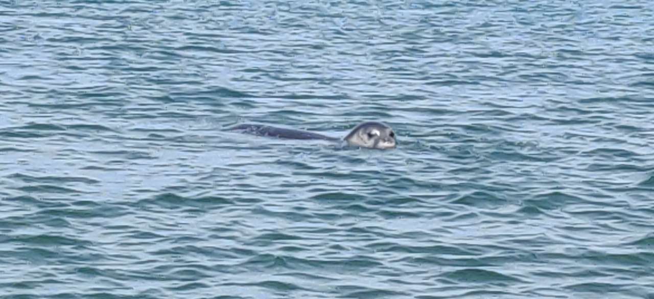 SENZACIONALNA VIJEST! Sredozemna medvjedica potvrđena u Dubrovačkom akvatoriju