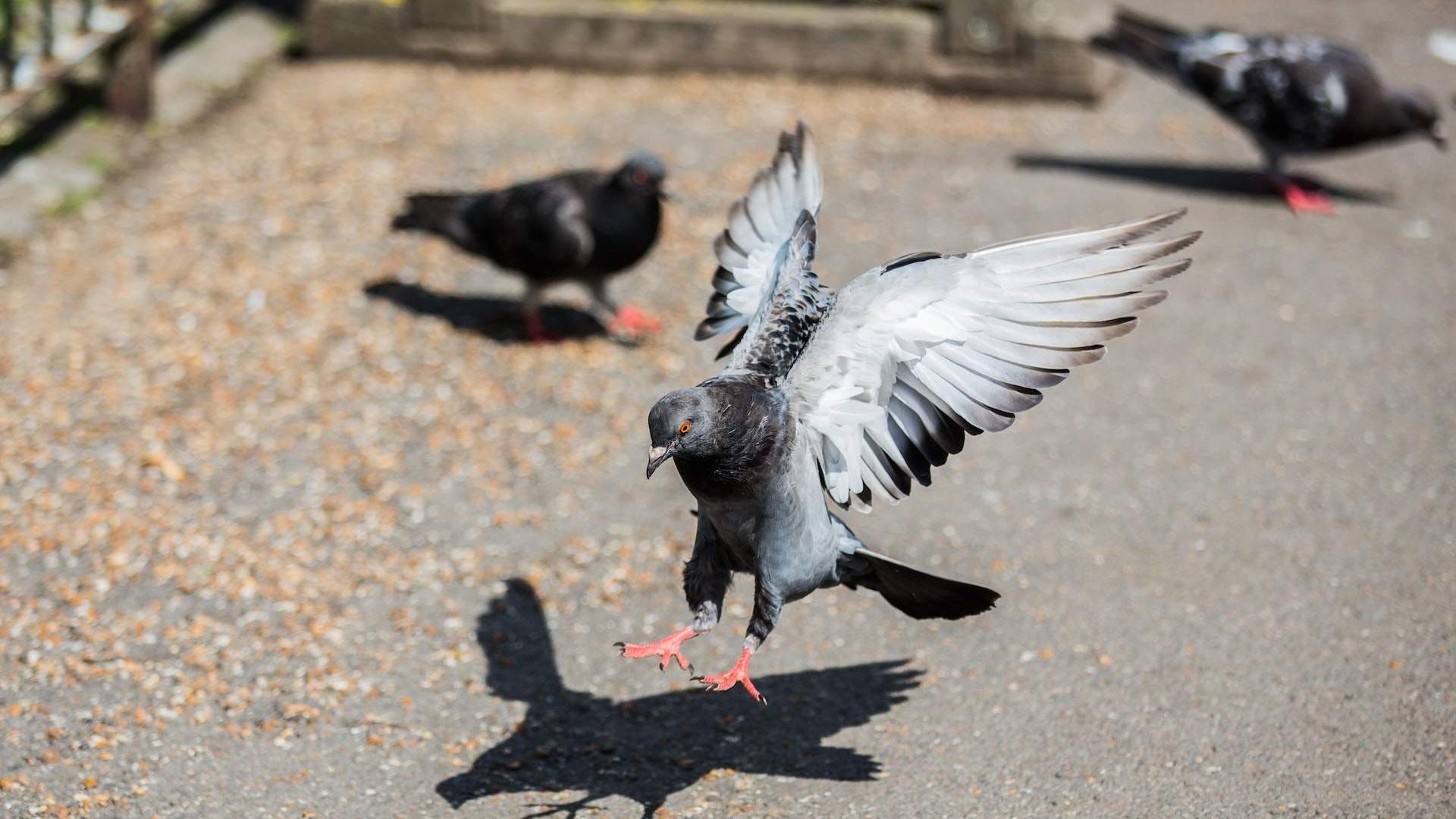 Bruxelles će suzbiti populaciju golubova kontracepcijskim kukuruzom
