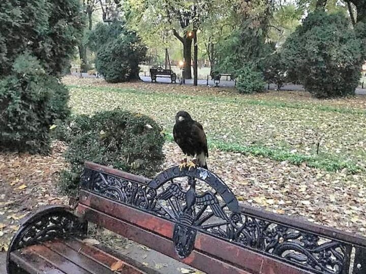 Bukurešt će koristiti trenirane ptice grabljivice koje će tjerati gradske golubove