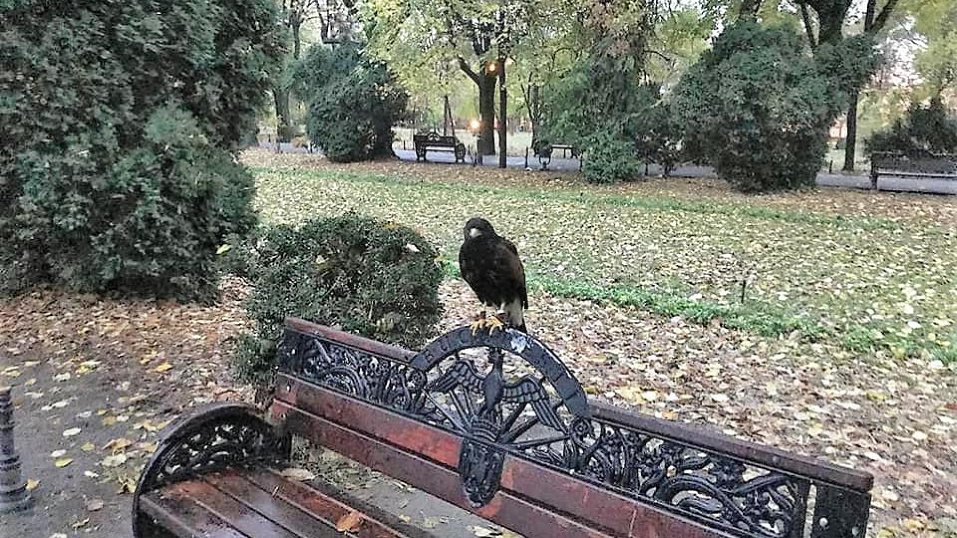 Bukurešt će koristiti trenirane ptice grabljivice koje će tjerati gradske golubove