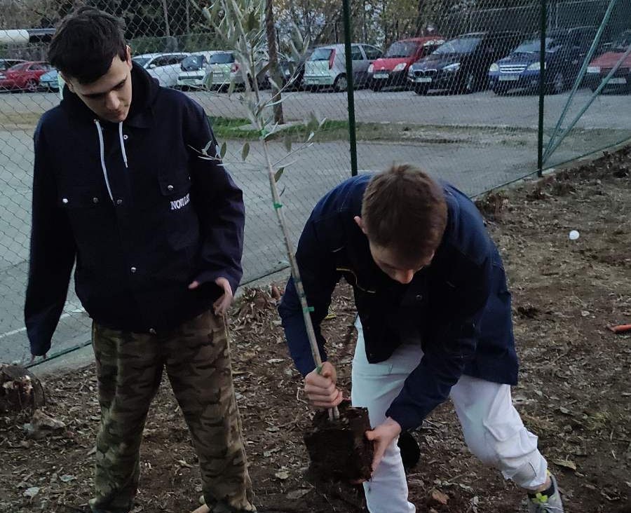Zasadi stablo, ne budi panj! Nizozemski veleposlanik donirao masline