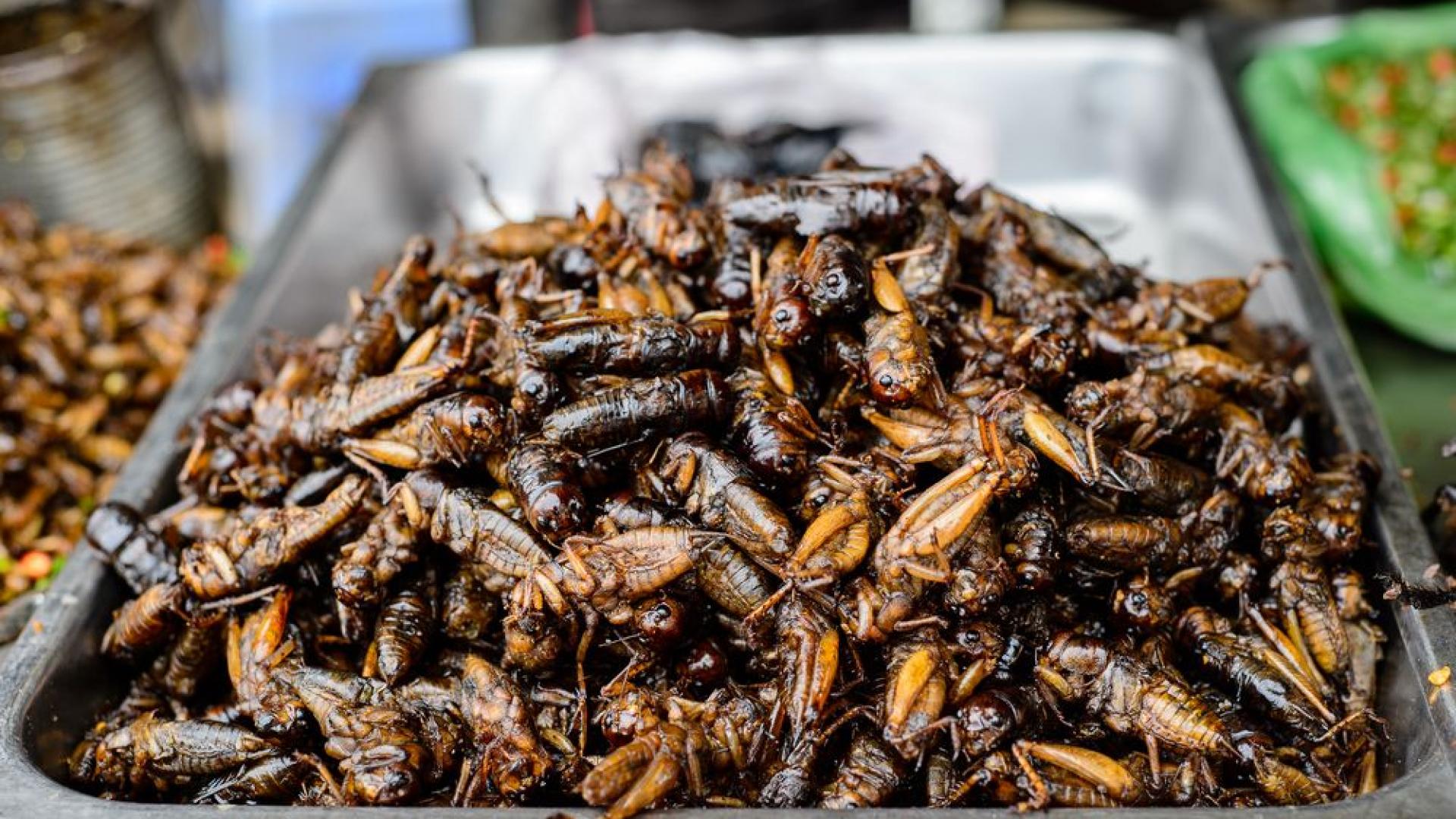 EU legalizira grickanje insekata