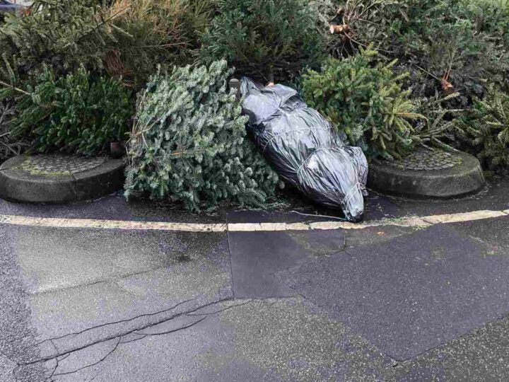 40 tona recikliranih božićnih drvaca može grijati 85 domova mjesec dana