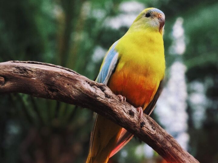 NEOBIČNO: Australska vlada ograničila je rad vjetroelektrana zbog papiga