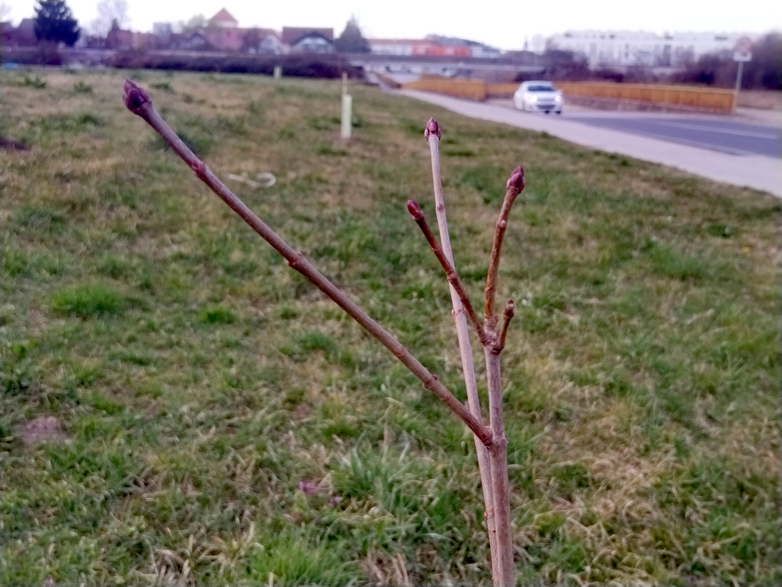 ZELENI ČAKOVEC: Diljem grada zasađeno 139 novih sadnica drveća