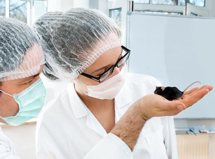 Znanstvenici stvaraju miševe s dva biološka oca: otvaraju vrata novim mogućnostima reprodukcije