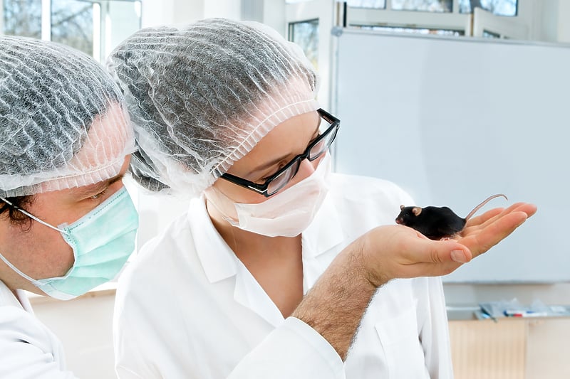 Znanstvenici stvaraju miševe s dva biološka oca: otvaraju vrata novim mogućnostima reprodukcije