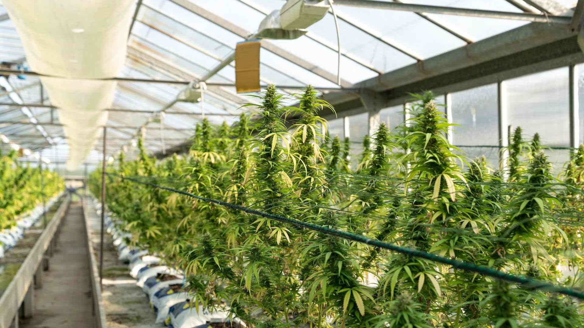 Luksemburg želi potpunu kontrolu nad svojim tržištem marihuane