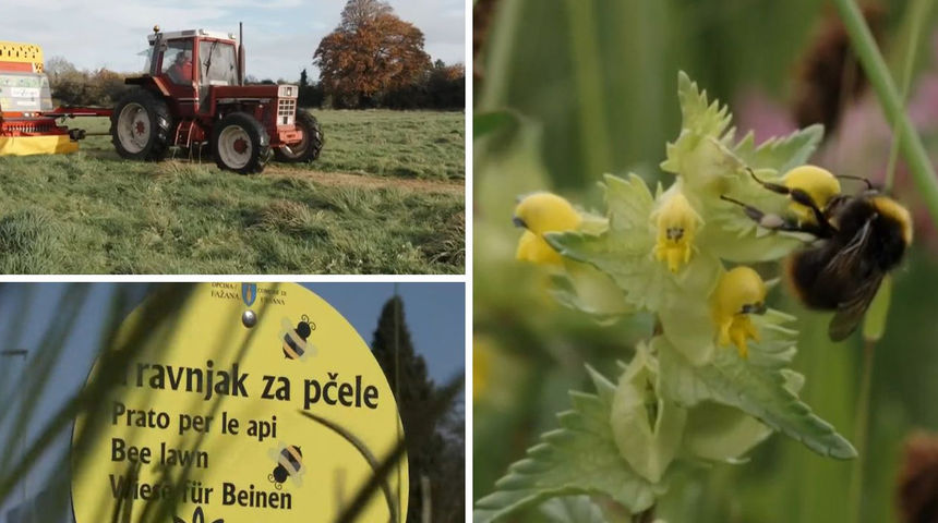 Što je to ‘No Mow May’ i zašto bi ovaj mjesec trebali zaboraviti na kosilice