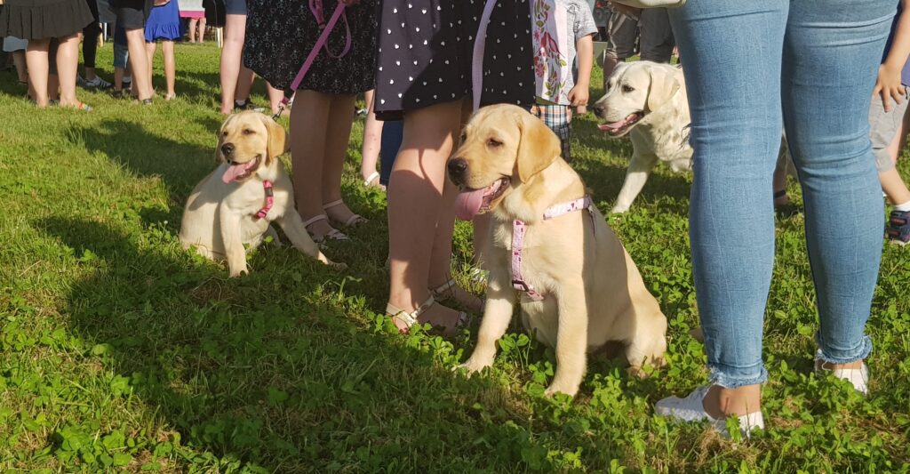 Grad Đurđevac i ove godine sufinancira mikročipiranje te sterilizaciju i kastraciju pasa