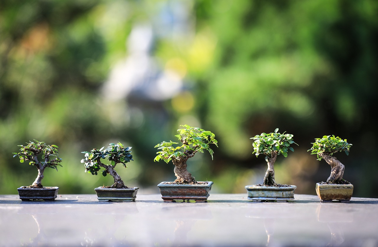 Zašto su bonsai stabla ekološki prihvatljiva?