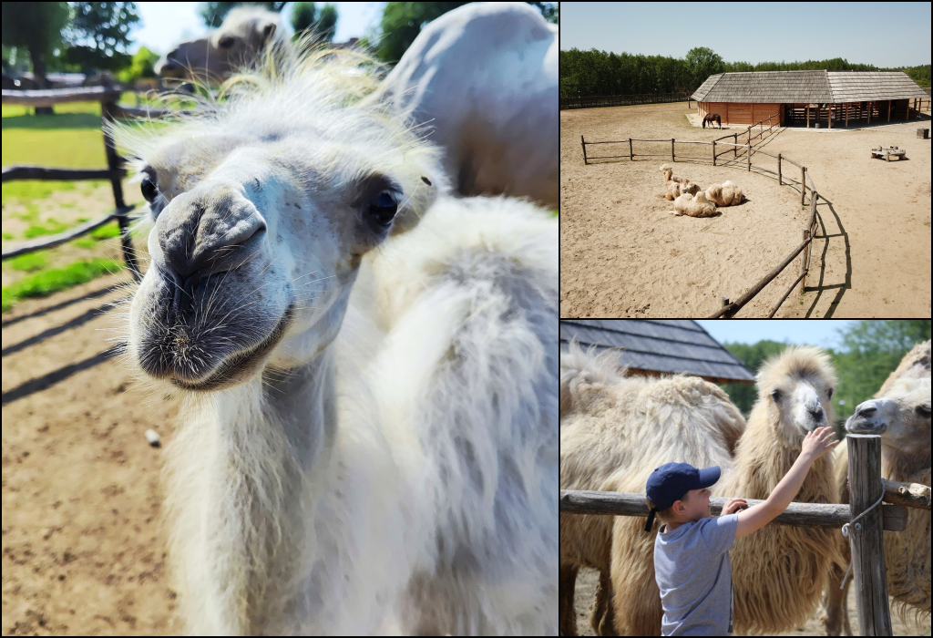 Mini zoo Hrvatska Sahara dobio prinovu: mališan Čelik je prava atrakcija