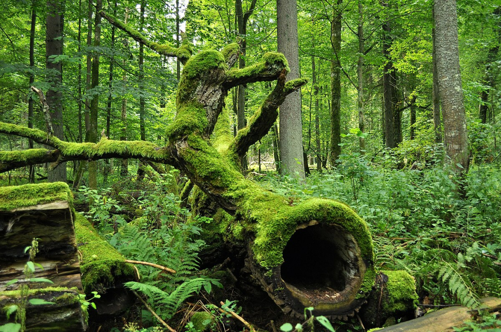Obnova okoliša u EU-u vrijedna je gotovo 2 trilijuna eura
