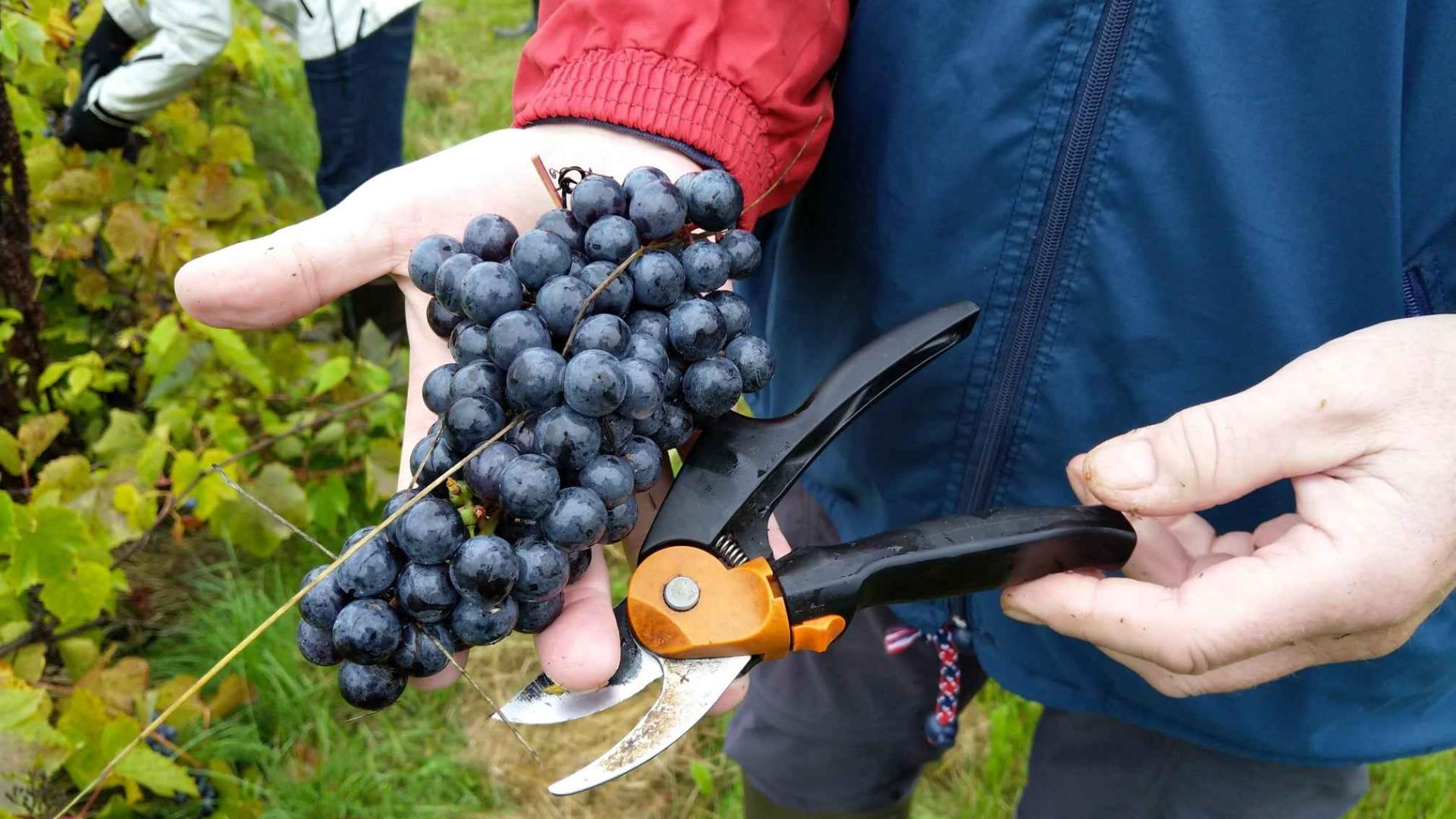 Finska ima za cilj postati zemlja proizvođač vina do 2028