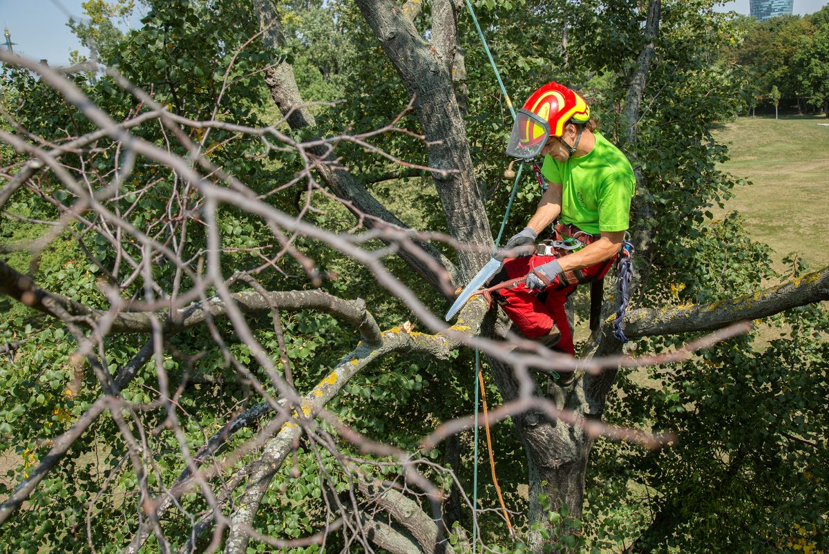 Redovita kontrola stabala u Beču povećava sigurnost u slučaju oluje