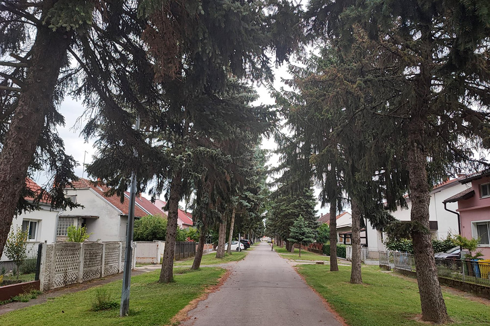 U Virovitici počinje uklanjanje stabala koja prijete urušavanjem