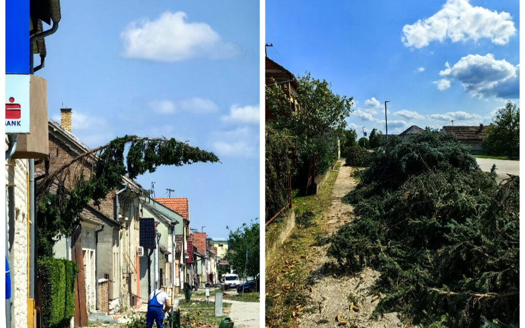 Grad Otok dobio sredstva za sadnju 810 zavičajnih stabala