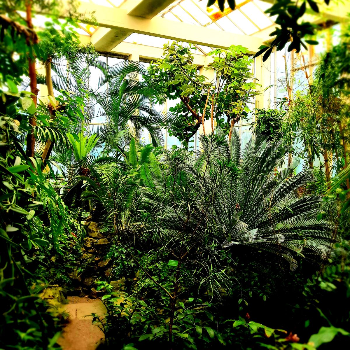 Tropi u centru Strasbourga