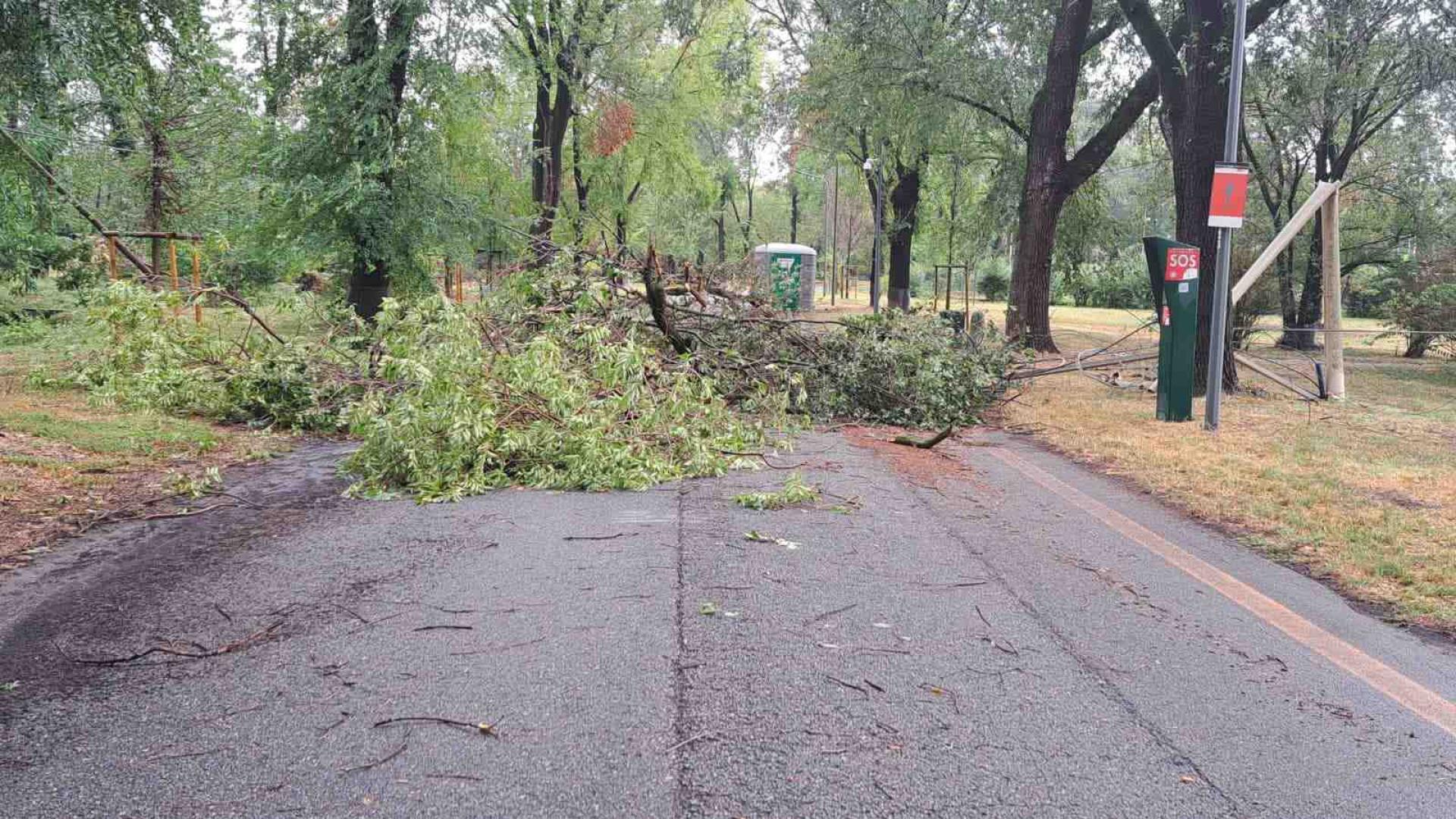 Milano će srušena stabla pogođena olujom pretvoriti u umjetnička djela