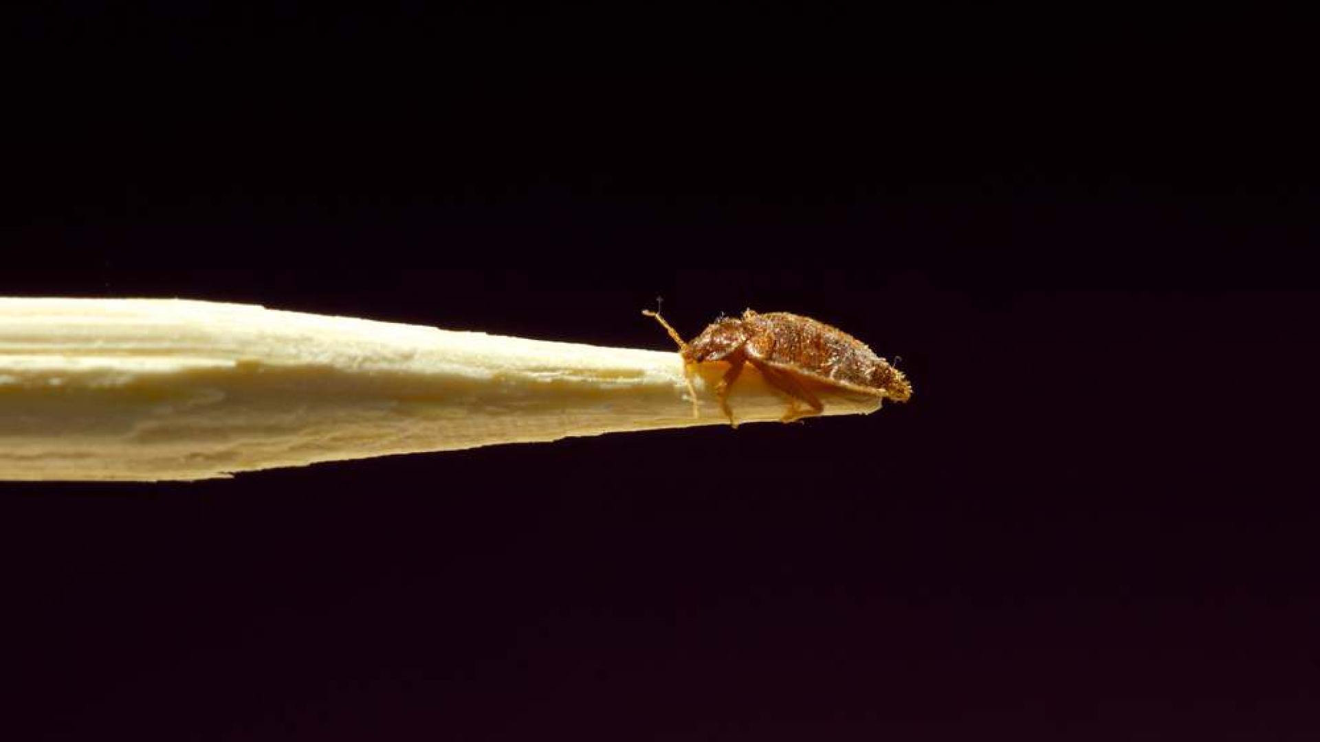 Pojavile se stjenice u pariškom javnom prijevozu!